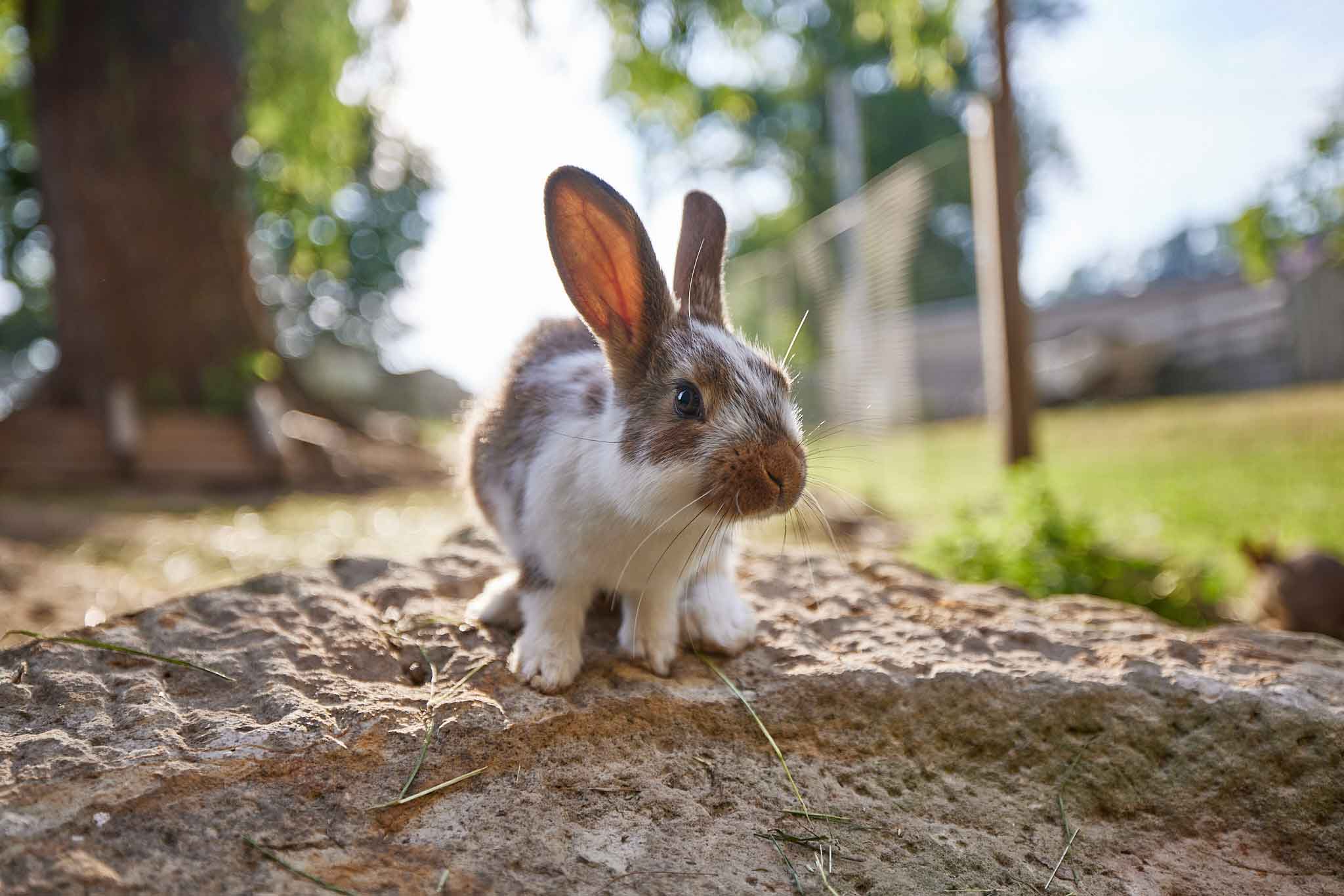 Kaninchen an der Schlossmühle